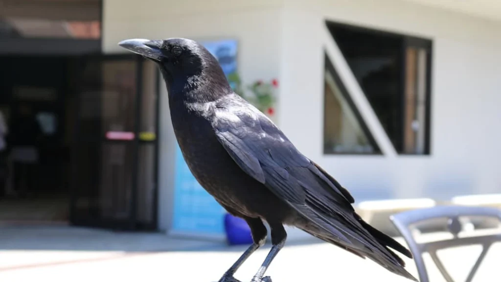 Suara Burung Gagak Pagi: Simbol dan Makna Spiritual