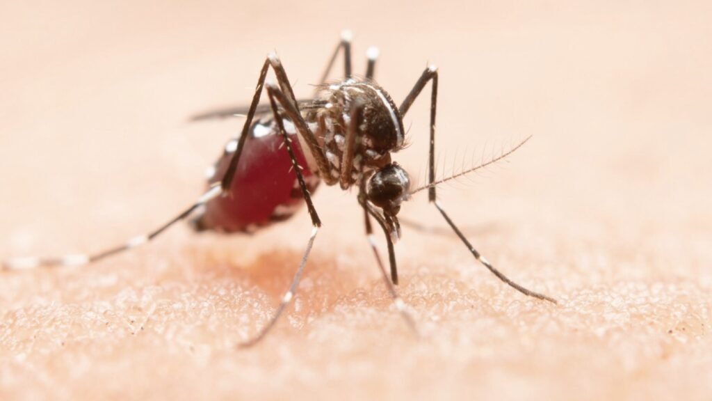 Mengenal Demam Berdarah Dengue: Penyakit Musim Hujan yang Perlu Diwaspadai