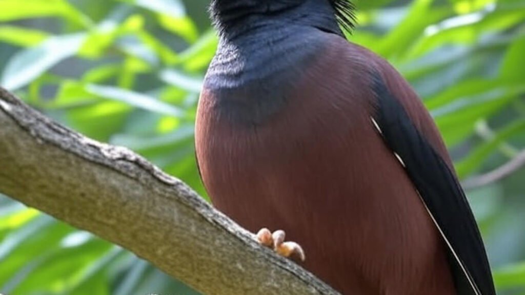 Membedakan Burung Jantan dan Betina: Panduan untuk Penggemar Birdwatching